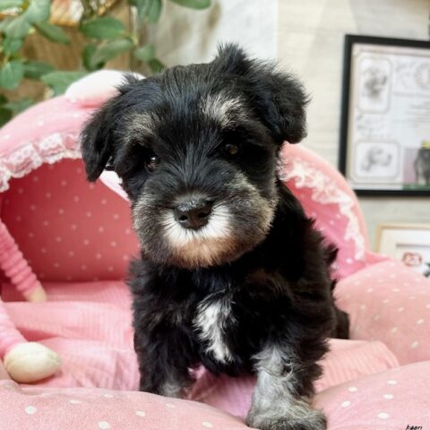 ミニチュアシュナウザー　にちか・１ちゃんサムネイル