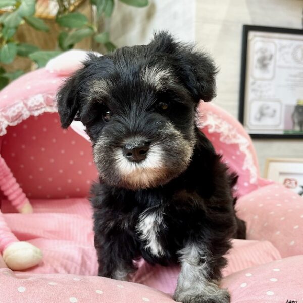 ミニチュアシュナウザー にちか・1ちゃん | 【公式】子犬のブリーダー