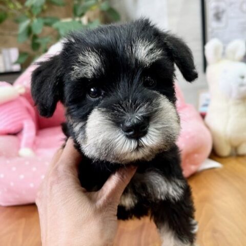 ミニチュアシュナウザー　マーチ・１ちゃんサムネイル