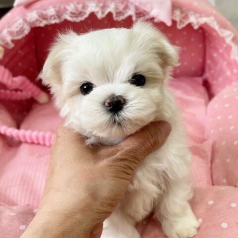 マルチーズ　聖・２ちゃんサムネイル