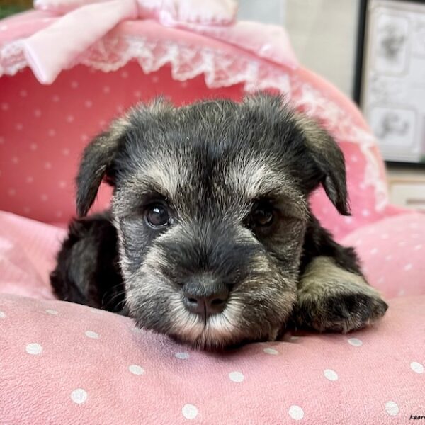 シュナウザーさま ミニチュアシュナウザー こあみ・1ちゃん | 【公式】子犬のブリーダー