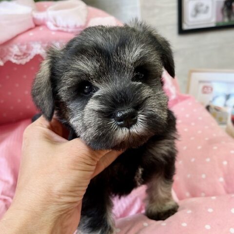 ミニチュアシュナウザー　テンダー・１ちゃんサムネイル