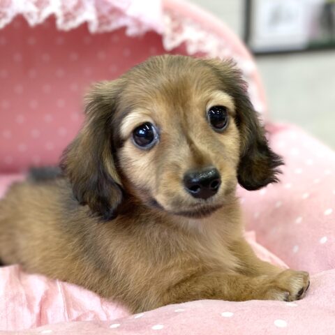 カニンヘンダックス　ちゃちゃ・２ちゃんサムネイル