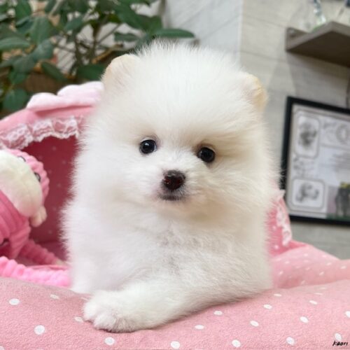 ポメラニアン　ぽむ・４ちゃん