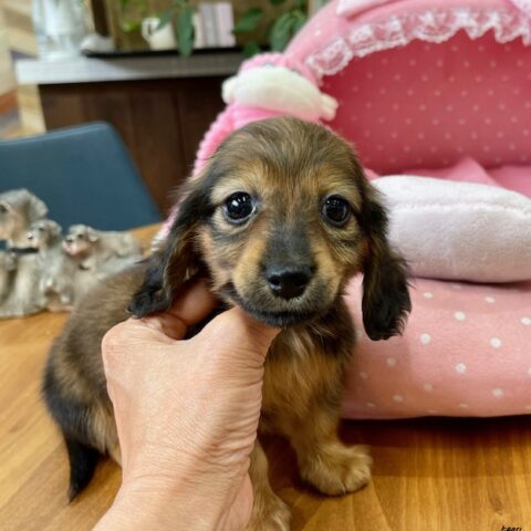 カニンヘンダックス　らんらん・３ちゃんサムネイル