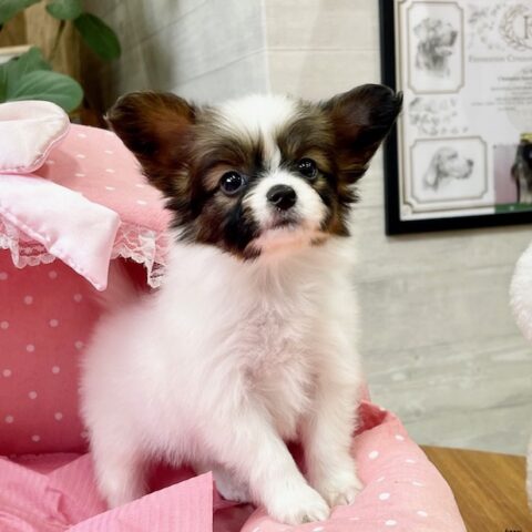 パピヨン　バンダナ・１ちゃんサムネイル
