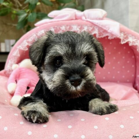 ミニチュアシュナウザー　はるあ・３ちゃんサムネイル