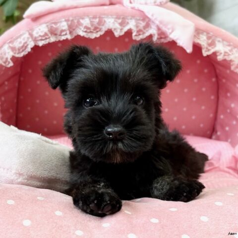 ミニチュアシュナウザー　みすず・３ちゃんサムネイル