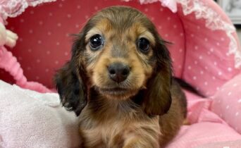 カニンヘンダックス　らんらん・４ちゃんサムネイル