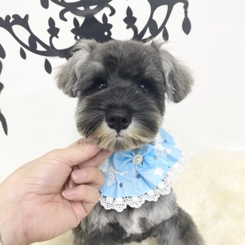 ミニチュアシュナウザー　さえか・１君サムネイル