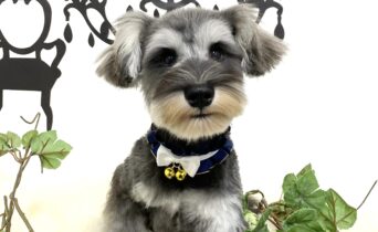 ミニチュアシュナウザー　はるあ・１君サムネイル