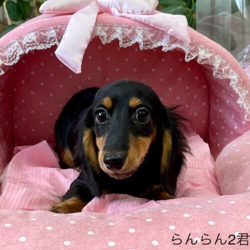 カニンヘンダックス　らんらん・２君