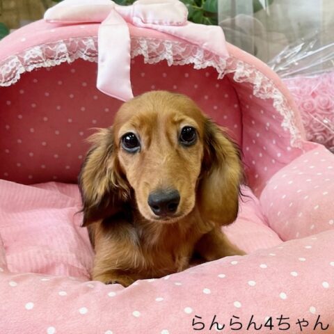 カニンヘンダックス　らんらん・４ちゃんサムネイル