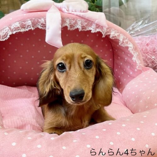 カニンヘンダックス　らんらん・４ちゃん