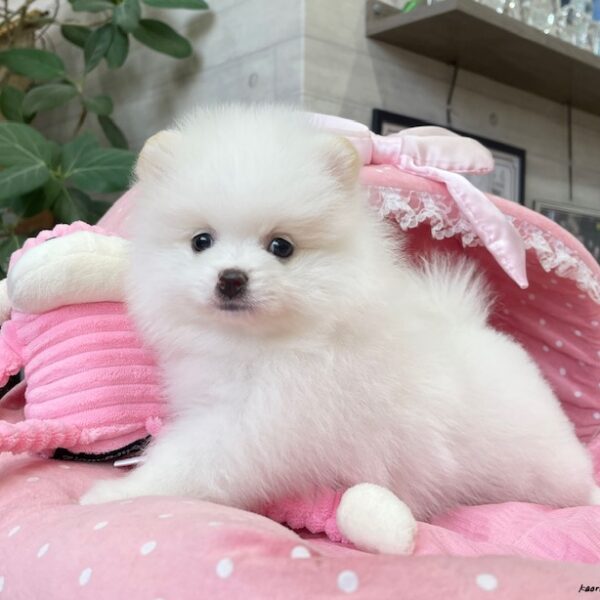 ポメラニアン ぽむ・4ちゃん | 【公式】子犬のブリーダー
