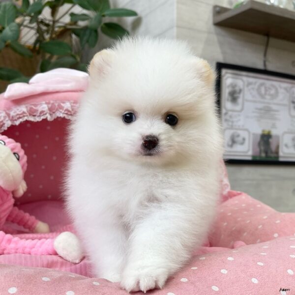 オーダー受付　ポメラニアン　ご予約ページ　5/26 ポメラニアン 直方店 │ペッツファースト公式サイト