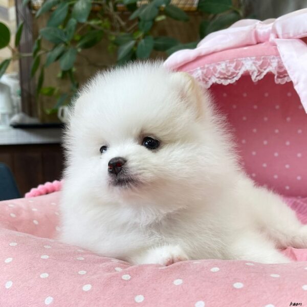 ポメラニアン ぽむ・4ちゃん | 【公式】子犬のブリーダー・ミニチュア