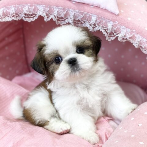 シーズー　ミルク・１ちゃんサムネイル