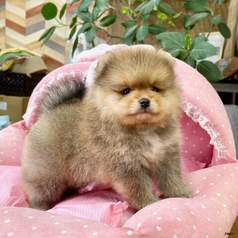 ポメラニアン　みちる・１君サムネイル