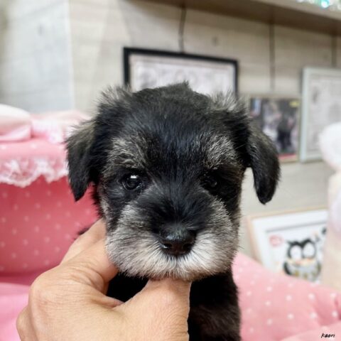 ミニチュアシュナウザー　エポ・２ちゃんサムネイル