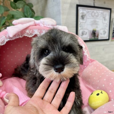 ミニチュアシュナウザー　ナウシカ・１ちゃんサムネイル
