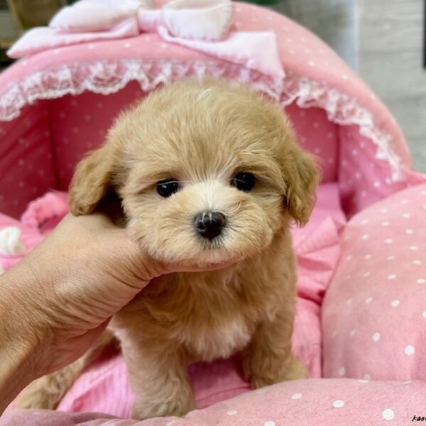 マルプー まう・2ちゃん | 【公式】子犬のブリーダー・ミニチュア
