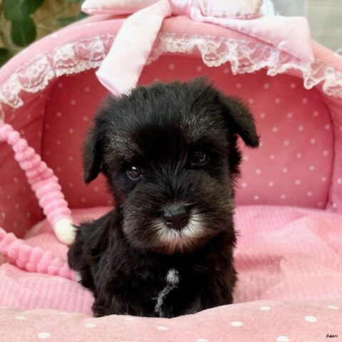 ミニチュアシュナウザー　みこと・１ちゃんサムネイル