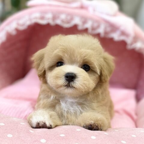 マルプー　まう・３君サムネイル