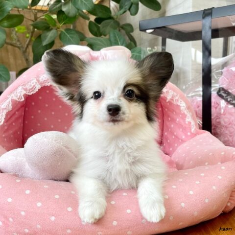 パピヨン　ガーネット・４ちゃんサムネイル