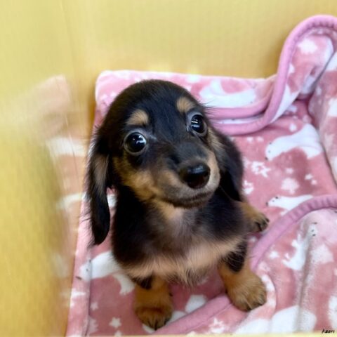 カニンヘンダックス　てんてん・４ちゃんサムネイル