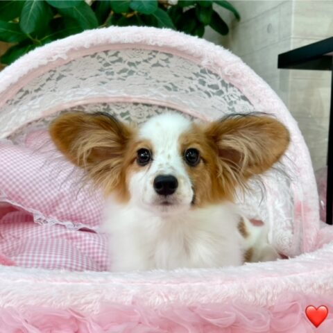 パピヨン　ガーネット・３ちゃんサムネイル