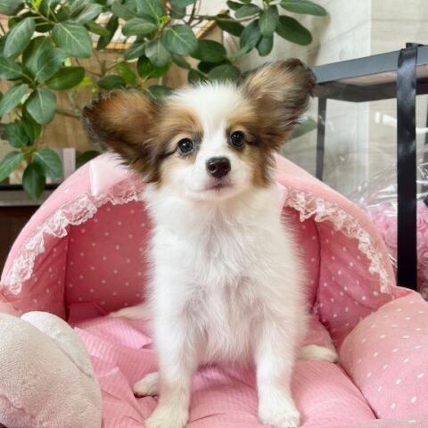 パピヨン　ガーネット・２ちゃんサムネイル