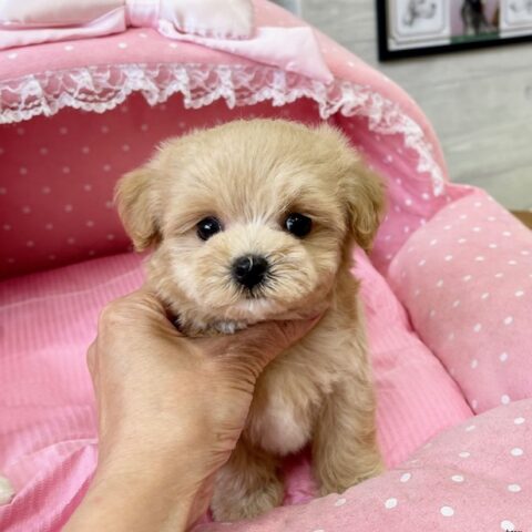 マルプー　まう・１君サムネイル