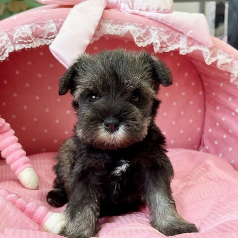 ミニチュアシュナウザー　みこと・２ちゃんサムネイル