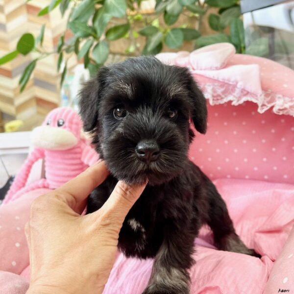 ミニチュアシュナウザー グレイス・3ちゃん | 【公式】子犬の