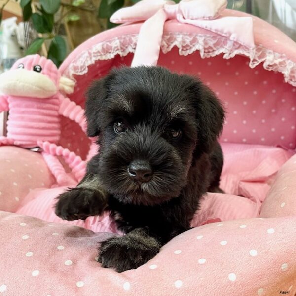 ミニチュアシュナウザー グレイス・3ちゃん | 【公式】子犬の