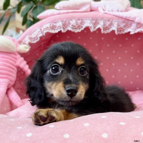 カニンヘンダックス　てんてん・３ちゃんサムネイル