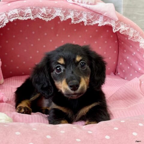 カニンヘンダックス　てんてん・２ちゃんサムネイル