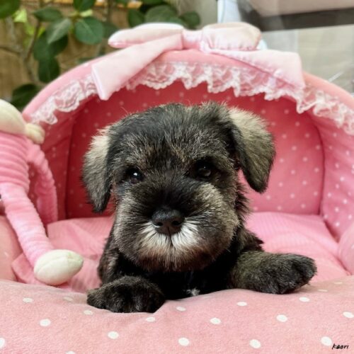 ミニチュアシュナウザー　ブルボン・１君