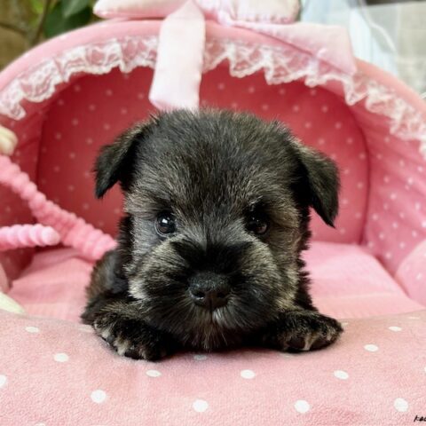 ミニチュアシュナウザー　くるん・１ちゃんサムネイル