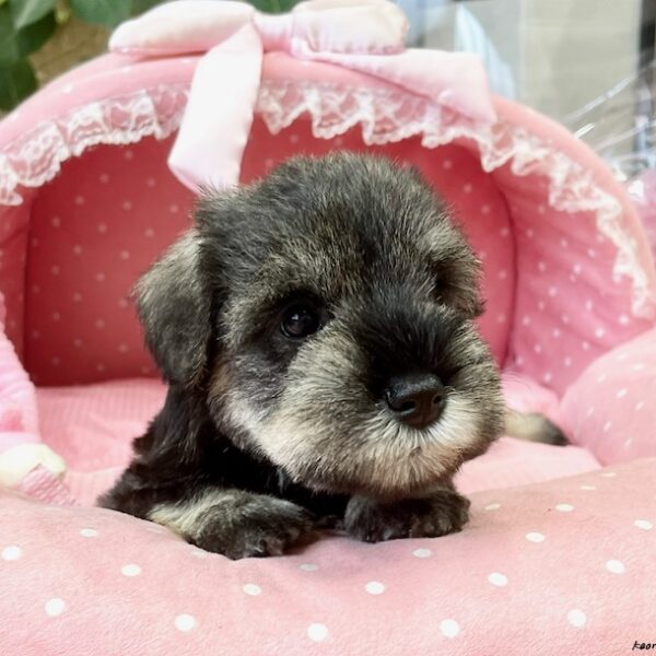 ミニチュアシュナウザー くるん・3君 | 【公式】子犬のブリーダー