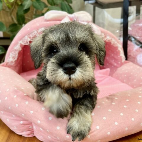 ミニチュアシュナウザー　モコ・４ちゃんサムネイル