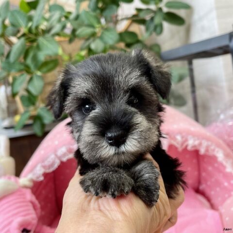ミニチュアシュナウザー　シロップ・３ちゃんサムネイル