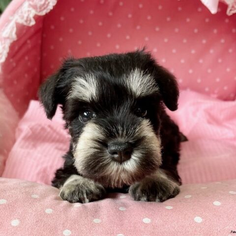ミニチュアシュナウザー　りつね・４ちゃんサムネイル