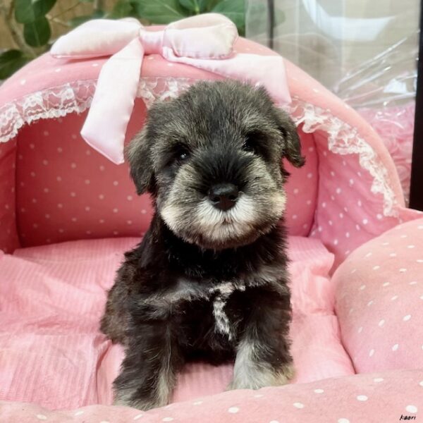 ミニチュアシュナウザー くるん・3君 | 【公式】子犬のブリーダー