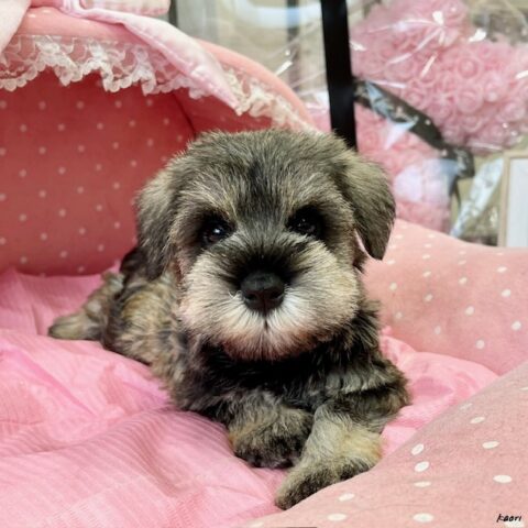 ミニチュアシュナウザー　モコ・２ちゃんサムネイル
