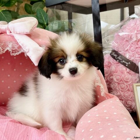 パピヨン　ゆま・１君サムネイル