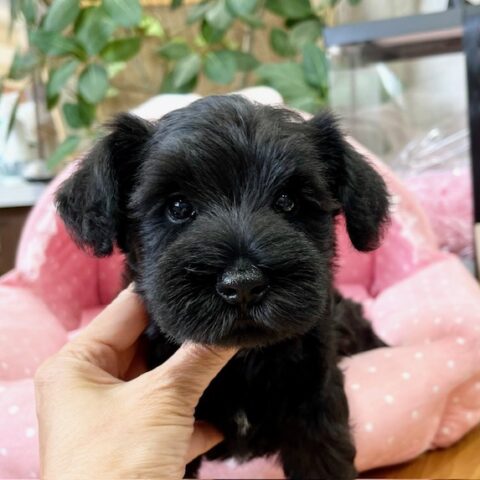 ミニチュアシュナウザー　ごま・４君サムネイル