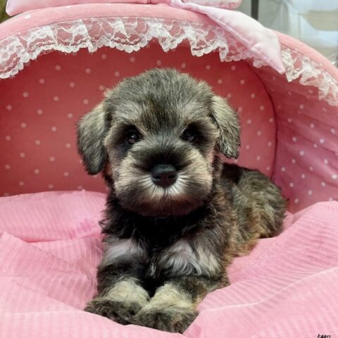 ミニチュアシュナウザー　モコ・５ちゃんサムネイル