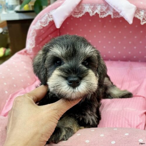 ミニチュアシュナウザー　モコ・３ちゃん